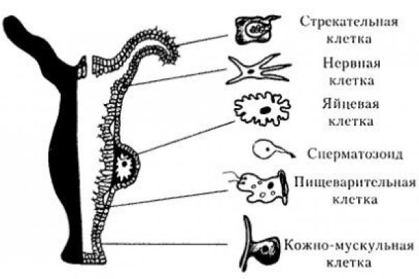 Кракен это что за сайт