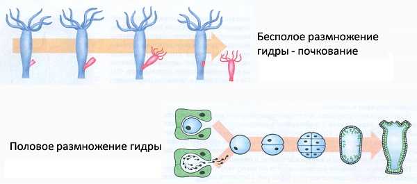 Kraken 15at сайт